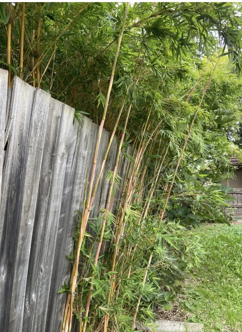 Bamboo canes growing up behind a wooden garden fence