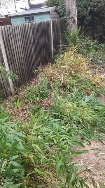 Bamboo clearance in progress, job photo 3
