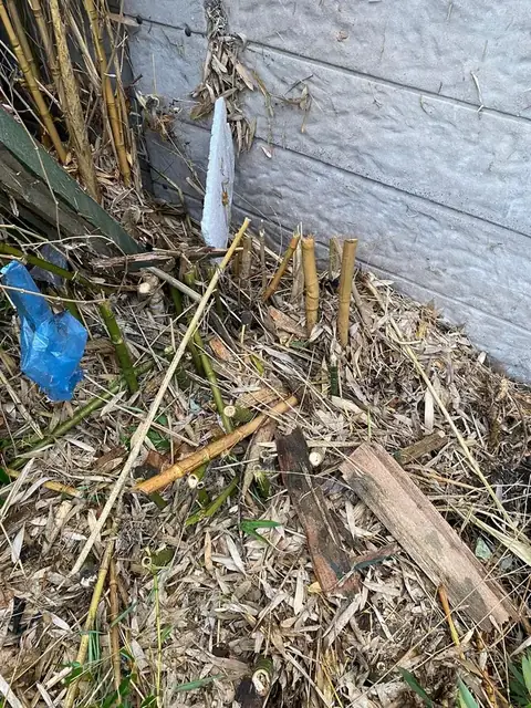 Bamboo clearance in progress, job photo 5