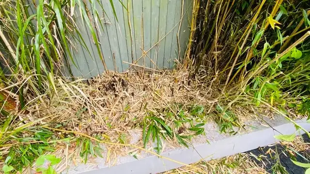 Bamboo clearance in progress, job photo 8