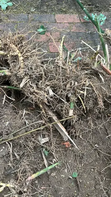 Bamboo rhizome system dug out of a garden