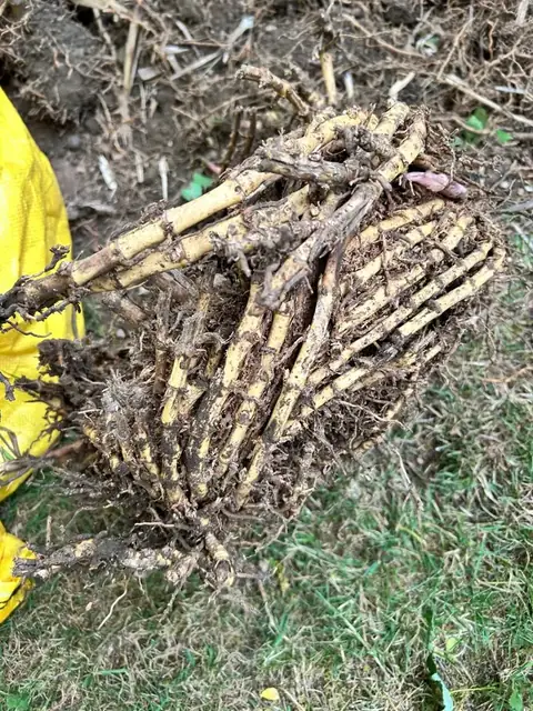 Bamboo rhizome system dug out of a garden