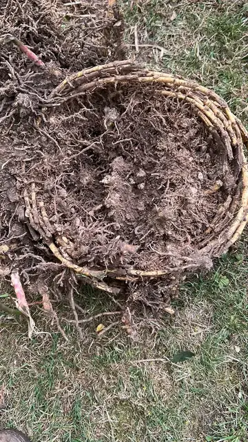 Bamboo rhizome system dug out of a garden