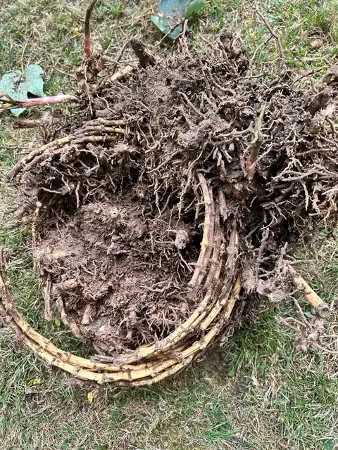 Bamboo rhizome system dug out of a garden