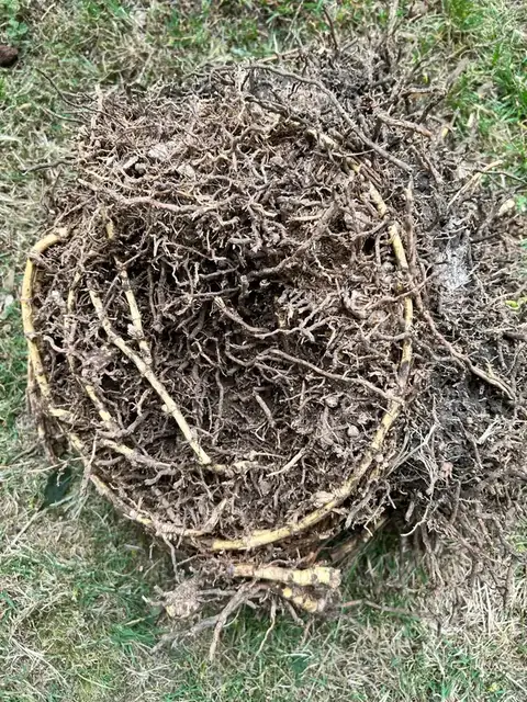 Bamboo rhizome system dug out of a garden