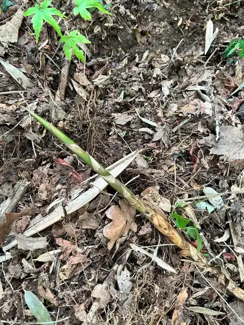 Garden after bamboo removal, job photo 5