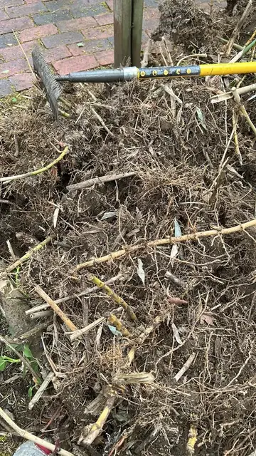 Garden after bamboo removal, job photo 6