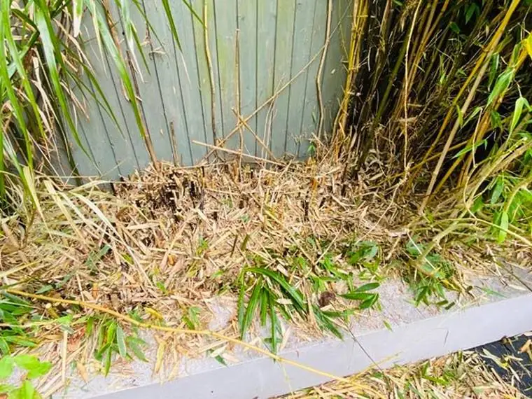 Bamboo cut back to the ground along a garden fence
