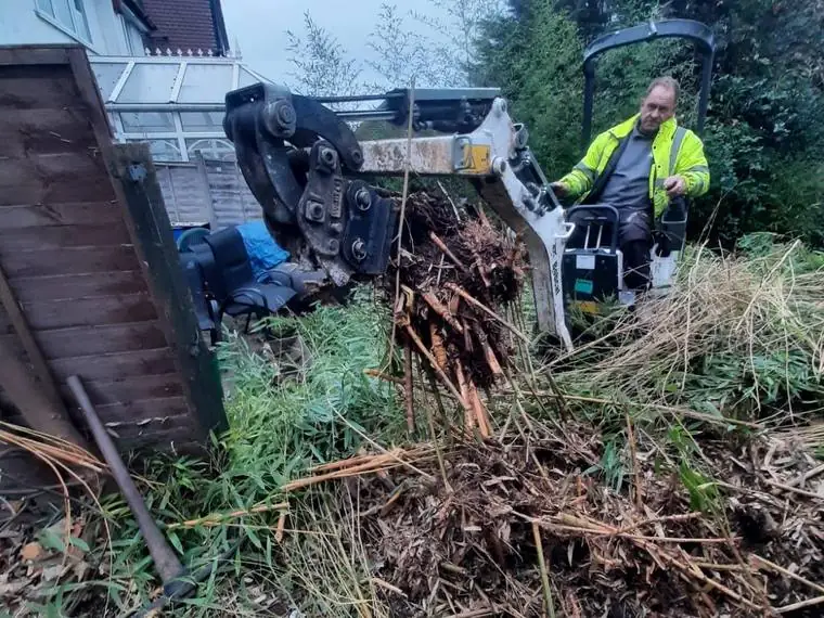 Mini digger lifting a mass of bamboo roots out of a South London garden
