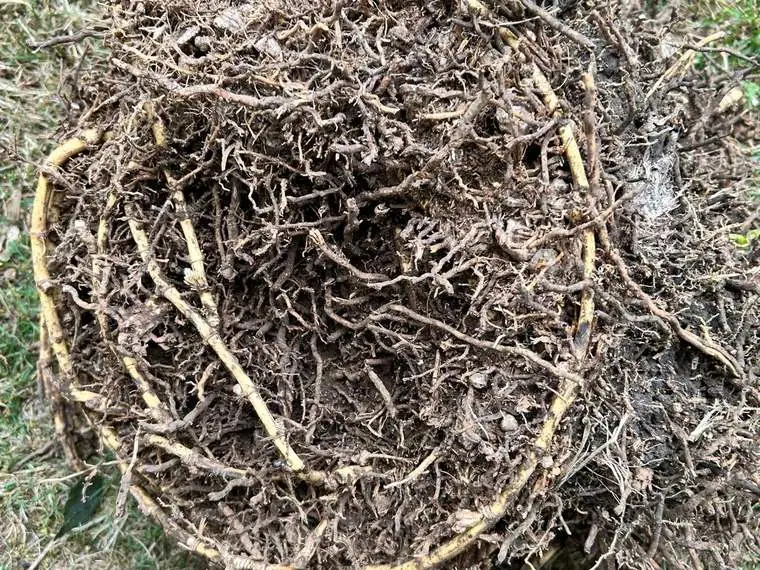 A full ring of bamboo rhizomes dug out and laid on the lawn