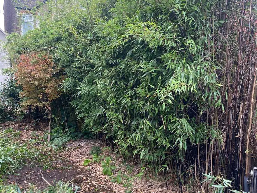 A dense wall of mature bamboo hiding the garden fence completely