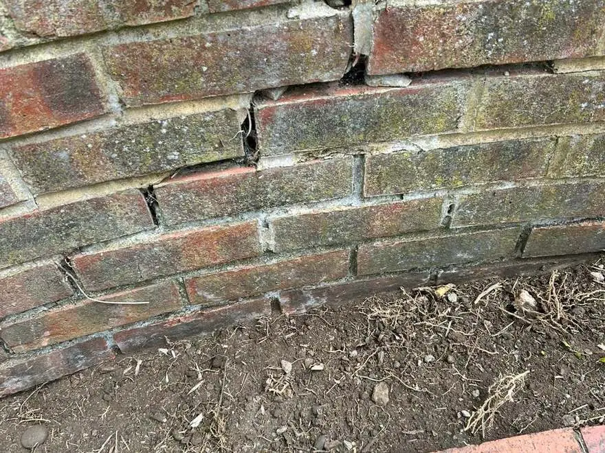 Cracked and displaced brickwork in a raised bed, split apart by bamboo roots