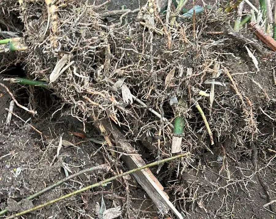Bamboo rhizomes and fresh shoots in the soil after clearance